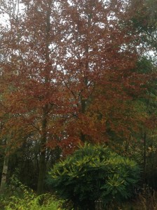 Beech trees and mahonia japonica looking good today. The mahonia smells wonderful too- I didn't realise until I walked past  this afternoon and suddenly caught a sweet smell on the breeze