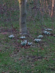 Under the weeping beech tree