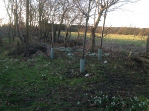 In the woods at the end of the garden