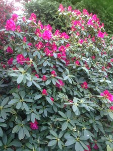 Rhododendron- couldn't get much pinker.
