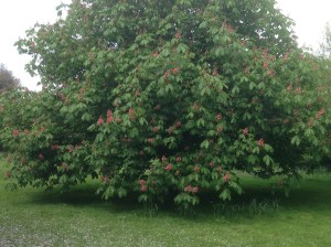 The pink horse chestnut comes into flower.
