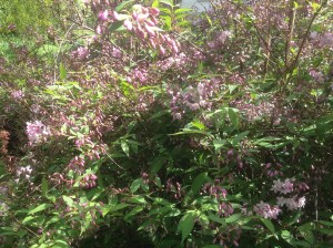 By the pond and pergola. Not  even sure what it is !