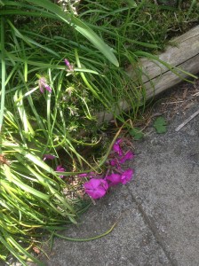 Look like pinks, but the foliage appears coniferous. 