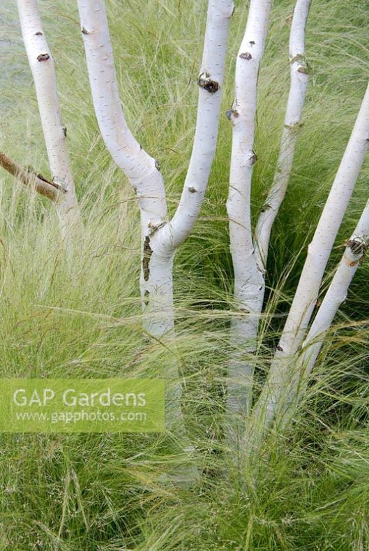 Multi-stemmed Betula underplanted with Stipa tenuissima, June
